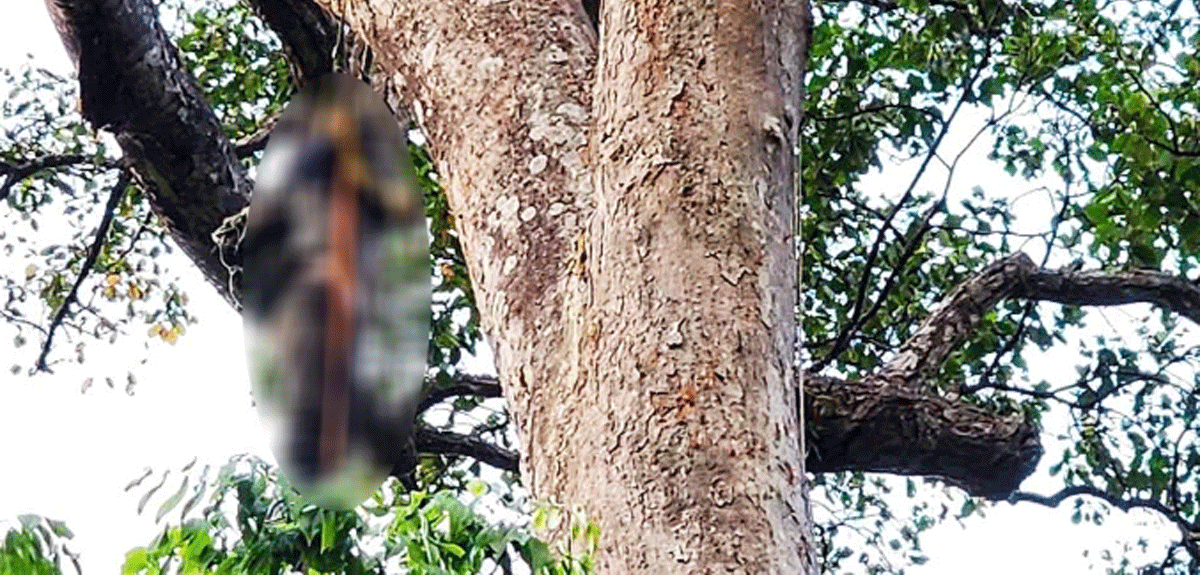 Vụ ph&aacute;t hiện thi thể người đ&agrave;n &ocirc;ng tr&ecirc;n c&acirc;y cao 40m: Nguy&ecirc;n nh&acirc;n tử vong v&agrave; hiện trường thương t&acirc;m