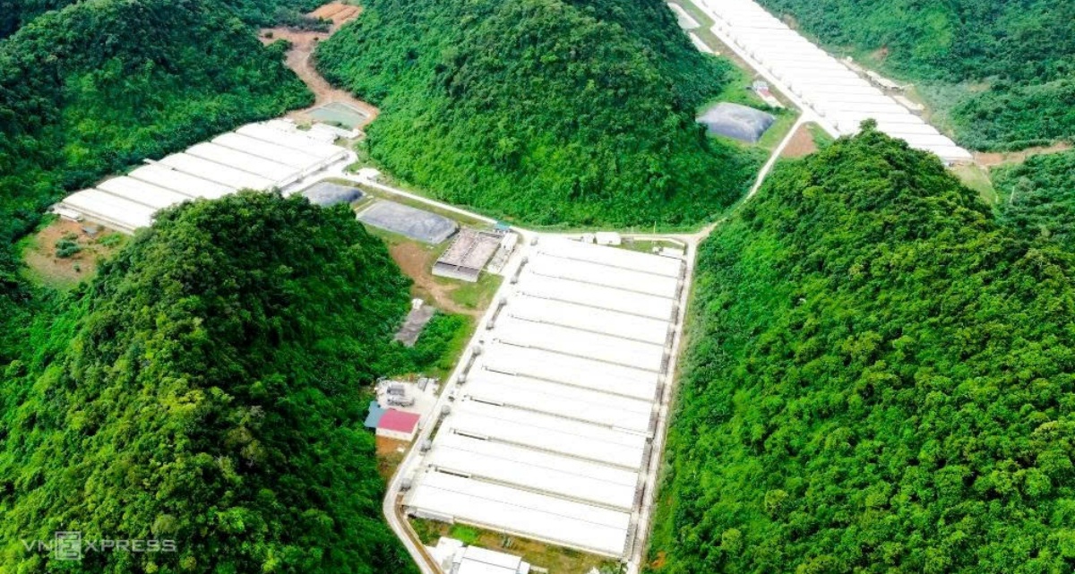 C&ocirc;ng bố nguy&ecirc;n nh&acirc;n 3 người tử vong, 4 người bị thương trong trang trại nu&ocirc;i lợn ở Thanh H&oacute;a