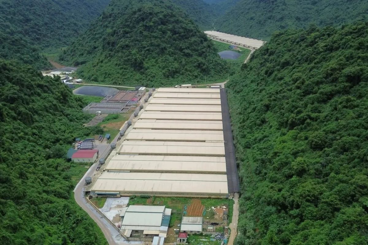 Diễn biến mới vụ tai nạn trang trại lợn ở Thanh H&oacute;a: Th&ecirc;m 2 c&ocirc;ng nh&acirc;n tử vong