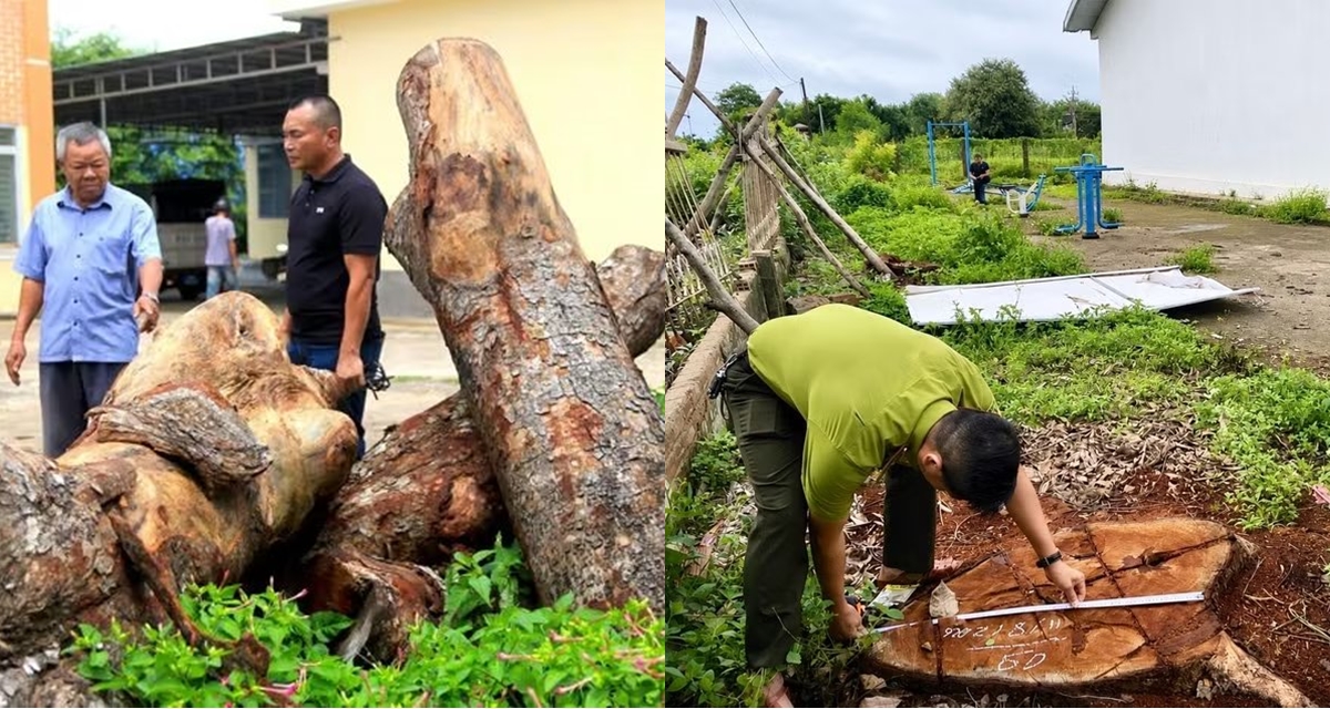 Diễn biến mới vụ h&agrave;ng x&agrave; cừ ở trụ sở x&atilde; bị cưa hạ bất thường: Gỗ tại hiện trường kh&ocirc;ng tr&ugrave;ng gốc c&acirc;y