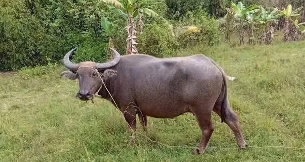 C&ocirc;ng an v&agrave;o cuộc vụ hai anh em đang thả diều bất ngờ bị tr&acirc;u h&uacute;c, 1 b&eacute; phải cấp cứu ở L&acirc;m Đồng