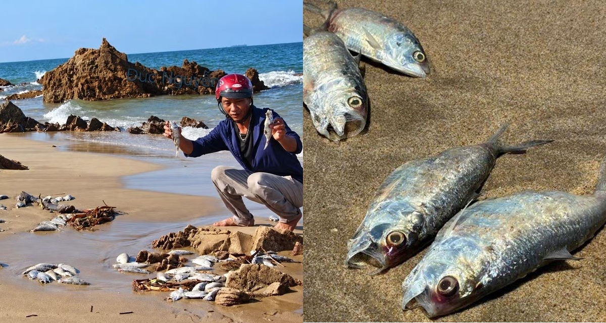 Lo&agrave;i c&aacute; chết dạt v&agrave;o bờ biển Quảng Trị l&agrave; c&aacute; g&igrave;? Cơ quan chức năng địa phương l&ecirc;n tiếng