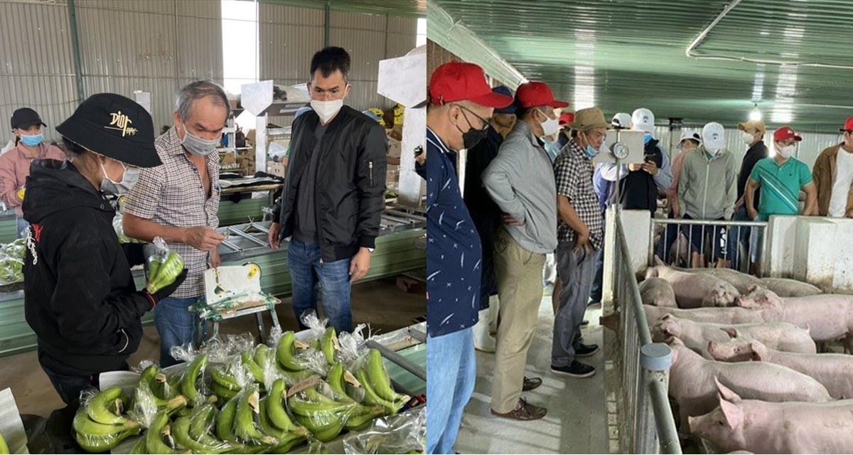 Heo ăn chuối từng l&agrave; niềm kỳ vọng của bầu Đức hiện tại ra sao?
