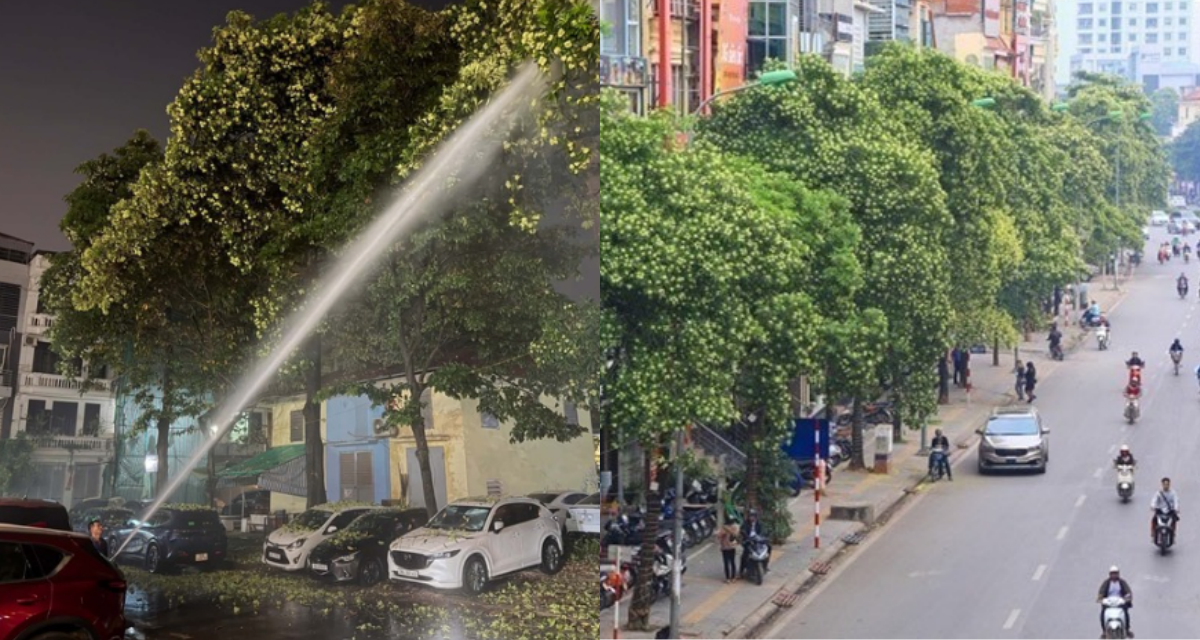 H&agrave; Nội th&ocirc;ng tin về phương &aacute;n xử l&yacute; c&acirc;y hoa sữa g&acirc;y ảnh hưởng đến người d&acirc;n