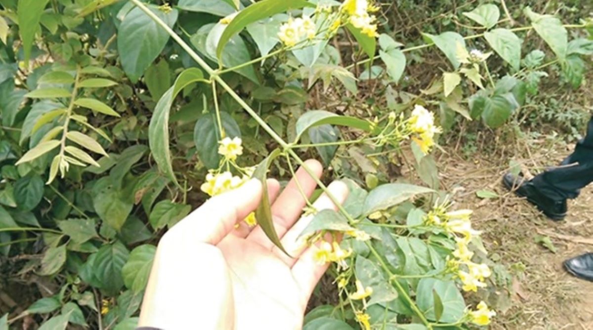 Th&ocirc;ng tin ch&uacute; &yacute; vụ học sinh rủ nhau ăn l&aacute; ng&oacute;n ở Đ&agrave; Nẵng: 1 em tử vong, 4 người c&ograve;n lại ra sao?