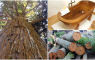 Những chiếc bồn tắm làm bằng gỗ quý là 'ngọc' của rừng: Có tác dụng chữa bệnh, được đại gia săn tìm