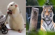4 tuổi ăn ở hiền lành, thường xuyên giúp đỡ người khác có cuộc sống thịnh vượng
