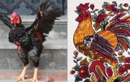 Loài gà Việt Nam xuất hiện trong tranh Đông Hồ suýt tuyệt chủng, nay hồi sinh kỳ diệu, giá bạc triệu