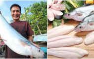 Loài cá quý hiếm là đặc sản Việt Nam: Rất ‘nhát chết’, chỉ cần 1 động tĩnh nhỏ là bỏ ăn nửa tháng