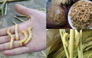 Loài sâu ở Việt Nam bổ gấp 3 lần đông trùng hạ thảo, được ví là 'thần dược phòng the', cực kỳ đắt đỏ