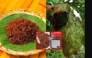 Loại gia vị đặc sản của Việt Nam làm từ kiến: Giá tới 1 triệu/1kg, nghe thì đáng sợ nhưng ăn là mê!
