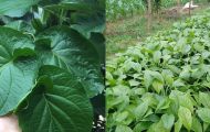 Lá cây được ví như 'lá kim cương' nhờ mang lại tác dụng y học, ngăn ngừa nhiều bệnh trong cuộc sống