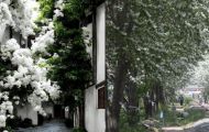 3 cây hoa tuyết là ‘bảo vật’ của Trung Quốc, được bảo vệ cấp quốc gia vì độ quý hiếm