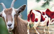 4 con giáp gặp nhiều may mắn, vô cùng giàu sang khi bước sang năm Giáp Thìn 2024