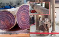 Khúc gỗ sưa Việt Nam từng được rao giá 700 tỷ ở Trung Quốc: Nặng 1,5 tấn; giá thuê 360 triệu/ngày