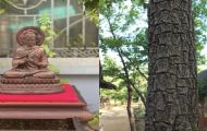 Cây gỗ có biệt danh là ‘Vua của các loại gỗ’ sinh trưởng hàng nghìn năm, được giới nhà giàu săn đón