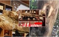 Khối gỗ trầm hương quý hiếm có hình 'Thanh bảo kiếm' từng được trả giá 1 tỷ đồng: Khó tìm khối thứ 2