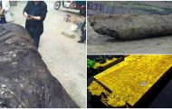 Nhóm dân làng đào được cây gỗ quý hiếm trị giá hàng nghìn tỷ đồng, được mệnh danh ‘gỗ hoàng đế’ 