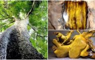 Mang chiếc thớt cũ của ông nội đi thẩm định, chàng thanh niên ‘vớ bở’ được khúc gỗ quý hàng tỷ đồng
