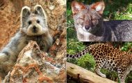 7 loài vật quý hiếm nhất hành tinh sắp biến mất vĩnh viễn, Việt Nam hãnh diện sở hữu 1 loài vô giá