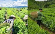 Việt Nam sở hữu ‘vàng xanh’ cực quý hiếm trên thế giới, được các cường quốc săn đón