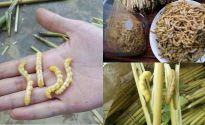 Loài sâu ở Việt Nam bổ gấp 3 lần đông trùng hạ thảo, được ví là 'thần dược phòng the', cực kỳ đắt đỏ