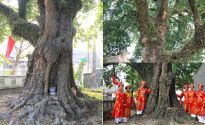 Cây thị cổ hơn 700 năm tuổi, được xem như báu vật, từng là nơi quan sát máy bay trong thời chiến