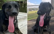 Chú chó lập kỷ lục Guinness thế giới với chiếc lưỡi dài hơn chai Coca Cola