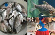Loài cá Việt Nam suýt bị tuyệt chủng, giờ hồi sinh kỳ diệu, là món đặc sản trị giá hàng triệu đồng