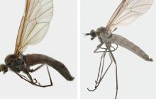 Vén màn bí ẩn con ruồi không biết bay, hình dáng quái dị khiến giới khoa học choáng váng