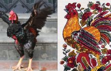 Loài gà Việt Nam xuất hiện trong tranh Đông Hồ suýt tuyệt chủng, nay hồi sinh kỳ diệu, giá bạc triệu