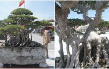 ‘Siêu cây cảnh’ thế bonsai ‘độc nhất vô nhị’ có giá khủng, nhiều người chỉ ngắm không dám mua