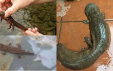 Loài cá kỳ dị chỉ có ở Việt Nam, cần được bảo vệ đặc biệt vì giá trị cực cao, là bài thuốc quý hiếm