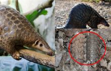 Loại động vật quý hiếm bậc nhất Việt Nam được liệt vào sách đỏ quốc tế: Vảy bị săn lùng ráo riết