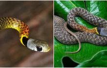 Loài rắn rực rỡ nhất nhì Việt Nam nhưng cực độc, nhiều người vẫn săn lùng làm sinh vật cảnh