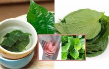 Loại lá cây thơm phức mọc đầy vườn nhà người Việt hoá ra lại là 'thần dược' chữa đau nhức!