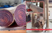 Khúc gỗ sưa Việt Nam từng được rao giá 700 tỷ ở Trung Quốc: Nặng 1,5 tấn; giá thuê 360 triệu/ngày