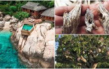 Tỉnh được mệnh danh là ‘thủ phủ’ của trầm hương nổi tiếng trăm năm, có loại quả bán sang tận Dubai