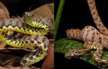 Loài rắn đẹp nhất Việt Nam: Vẻ đẹp siêu thực, được mệnh danh nữ hoàng sắc đẹp của thế giới động vật