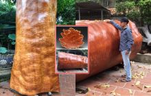 Khúc gỗ quý 'như kim cương' nặng gần 8 tấn từng được trả 4 tỷ: Của hiếm ngàn năm mới có
