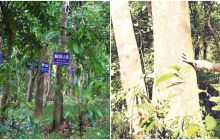Khu rừng Cấm có hàng trăm cây gỗ quý trị giá hàng chục tỷ đồng: ‘Báu vật’ trăm năm của Quảng Nam