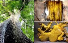 Mang chiếc thớt cũ của ông nội đi thẩm định, chàng thanh niên ‘vớ bở’ được khúc gỗ quý hàng tỷ đồng