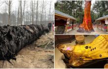 Ông lão vớt được 3 tấn gỗ quý bậc nhất thế giới giá trị hàng trăm tỷ, 'khóc thét' vì phơi nắng 6 năm