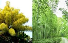 Những loại cây trăm năm mới nở hoa kết trái đúng 1 lần, ‘đại diện’ của Việt Nam cũng góp mặt