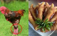 Loại gà thuần chủng quý hiếm thế giới chỉ Việt Nam có: Giá 50 triệu/con, cặp chân là đặc sản cực đắt