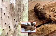 2 người đàn ông ở Phú Yên nhặt được khúc gỗ quý hàng đầu Việt Nam: Nặng 10kg, trị giá hàng tỷ đồng nhưng bán ‘hớ’