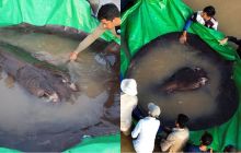 Lộ diện ‘thủy quái’ sông Mê Kông lập kỷ lục Guinness: Nặng tới 300 kg, hình dáng đáng sợ