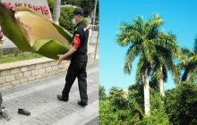 Người đàn ông bị lá cây đổ vào người gây bất tỉnh, chuyện lạ tưởng đùa hóa ra lại là sự thật