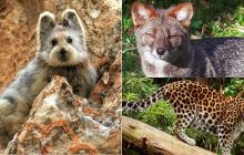 7 loài vật quý hiếm nhất hành tinh sắp biến mất vĩnh viễn, Việt Nam hãnh diện sở hữu 1 loài vô giá