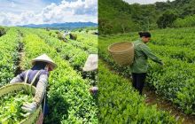 Việt Nam sở hữu ‘vàng xanh’ cực quý hiếm trên thế giới, được các cường quốc săn đón